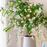 Clerodendrum Plants Live Well-Rooted for Outdoor Planting, White Clerodendrum Wallichii Schmidtii Smithianum Light Bulbs Tropical Live Plant, Chains of Glory Tree, 5"-9" in Tall