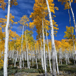 Quaking Aspen Tree Bare Root Seedlings 18-24 Inches Tall, Hardy Tree for Yard, Garden, and Landscaping