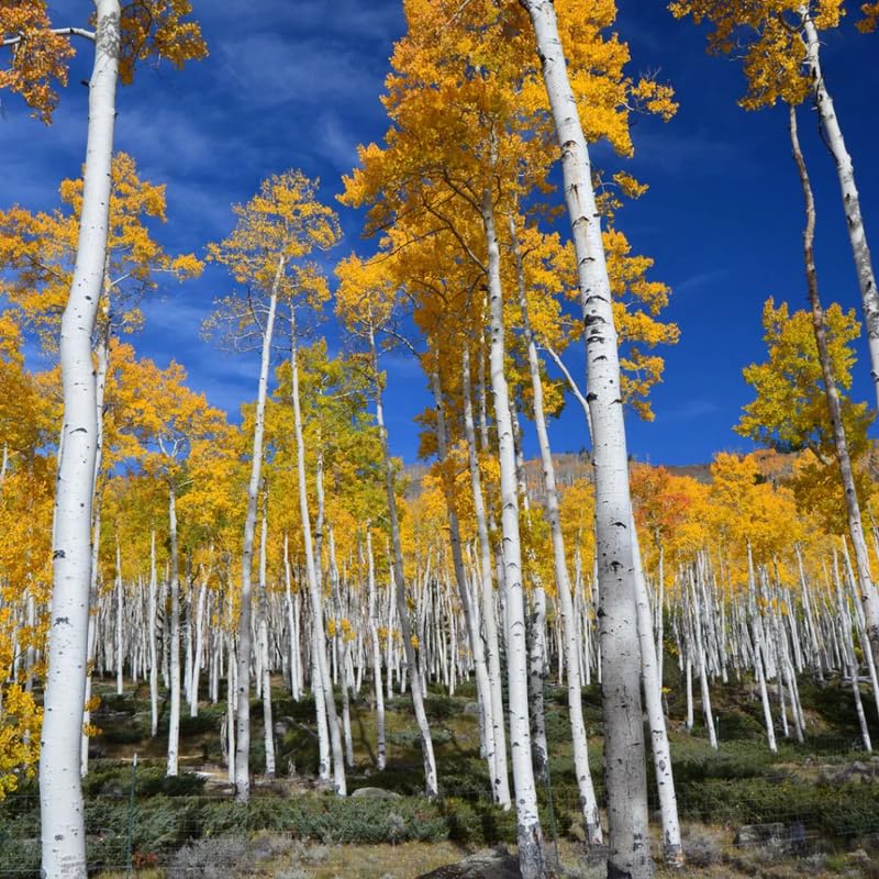 Quaking Aspen Tree Bare Root Seedlings 18-24 Inches Tall, Hardy Tree for Yard, Garden, and Landscaping