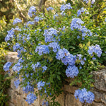 5 Blue Plumbago Cuttings 6–8 Inches, Plumbago Auriculata Plant Cuttings, Blue Flowering Shrub Starter for Outdoor Growing