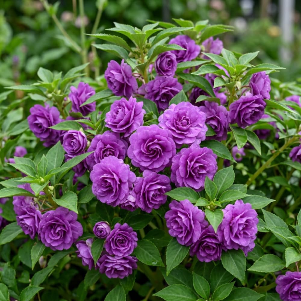 Impatiens Plant Live, Purple Double Impatiens Plant, 4-8 Inches Tall, Vibrant Perennial Flowers for Containers, Hanging Baskets and Garden Borders