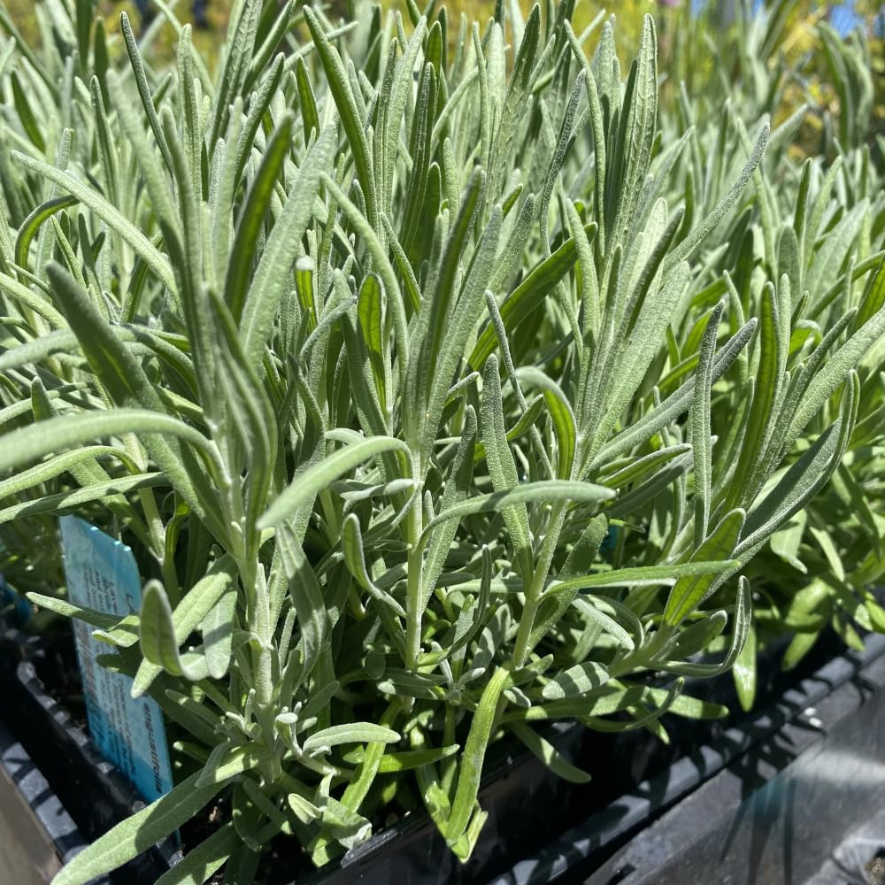 2 Lavender Plants Live, Lavandula Perennial Flower Plants Indoor Outdoor, Well Rooted Plugs 3 to 5 Inch Tall (Provence Lavender)