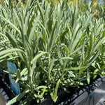 4 Lavender Plants Live Flower Indoor Outdoor, Lavandula Perennial Plants, Well Rooted 4-8" Tall, No Pot (Blue Lavender)