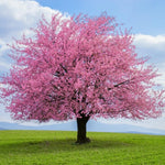 Pink Flowering Almond Trees Live Plants Shrubs Dormant in Pot, Spring Planting, 8 Months Old Flowering Plum Bushes, Ornamental and Fragrant Pink Blossoms