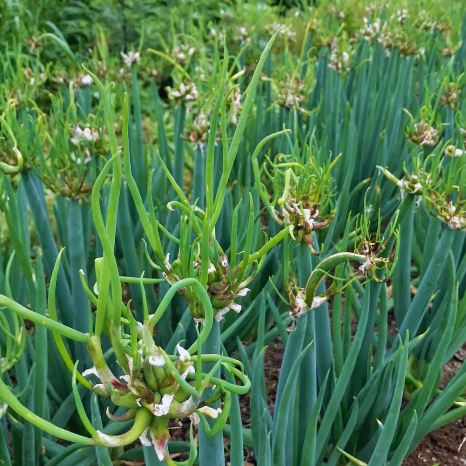Pack 20 Egyptian Walking Onions Bulbs for Planting Outdoors Indoors, Heirloom Onion Bulbs