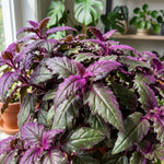 Purple Passion Plant, Gynura Purple Passion Plant Live, 4-6 Inc Tall, Easy Care Houseplant for Home and Office Decoration