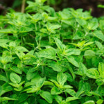 Pack 3 Oregano Plants, Perennial Oregano Plant, 3 to 6 Inch Tall, Fragrant Leaves Herb Mint Starter Plants for Outdoor Indoor Garden