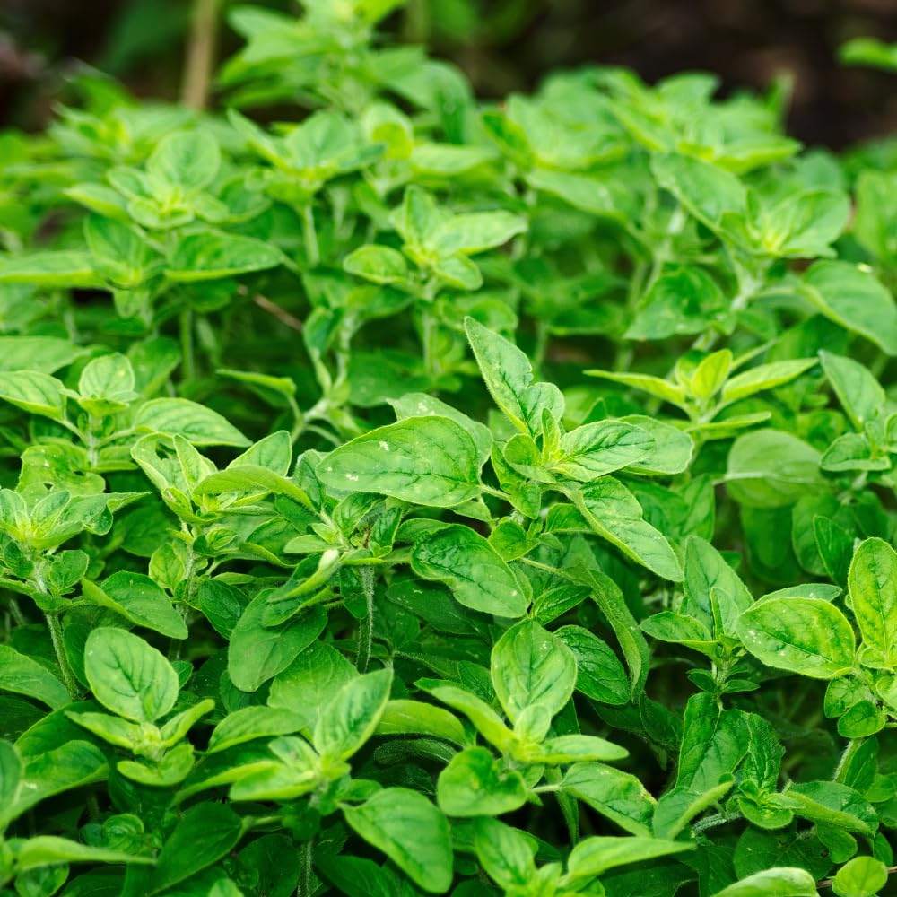 Pack 3 Oregano Plants, Perennial Oregano Plant, 3 to 6 Inch Tall, Fragrant Leaves Herb Mint Starter Plants for Outdoor Indoor Garden