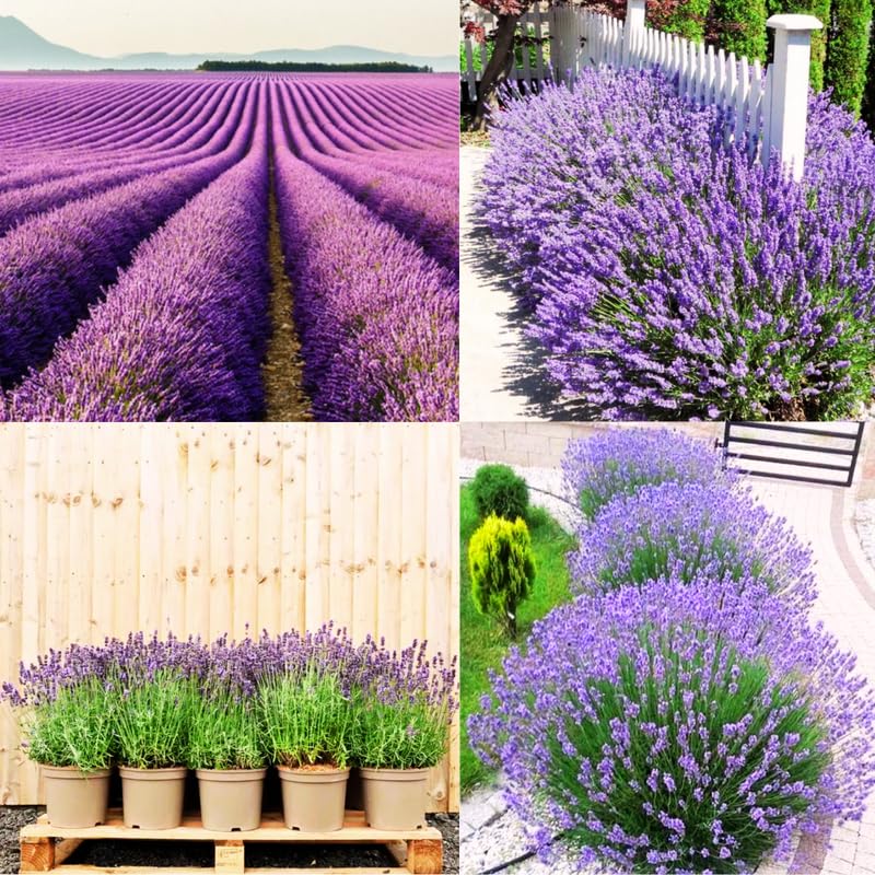 4 Spanish Lavender Plants Live for Outside Planting, Perennial Bloom, Live Lavender Plants 5–9 Inches Tall with Fragrant Flowers for Spring Growing