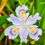 3 Walking Iris Plants, 4-6 Inch White Iris Flower Plant Roots for Outdoor Planting, Ready to Grow