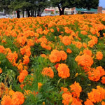 2 Marigold Plants, Orange Marigold Live Plants, Live Marigold Plants, 4 to 7 Inc Tall, Perennial Flower Planting