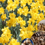 20 Daffodil Bulbs for Fall Planting, Spring-Blooming Narcissus Bulbs, Bulk Top Size Bulbs for Gardens, Borders and Flowerbeds Planting (Yellow Daffodil Bulbs)