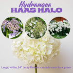 Hydrangea Plant Live, Blooming Garden Bush Hardy Hydrangea Shrub, Vibrant Flowering Plant Indoor Outdoor Well-Rooted 5-9 Inc Tall, Stater Plant (Rare Lacecap Flower White to Blue Pink)