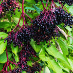 Pack 2 American Elderberry Plants Live 6 to 12 Inch Tall, Black Elderberry Trees Live Plants for Planting, Sweet Elderberries Fruit