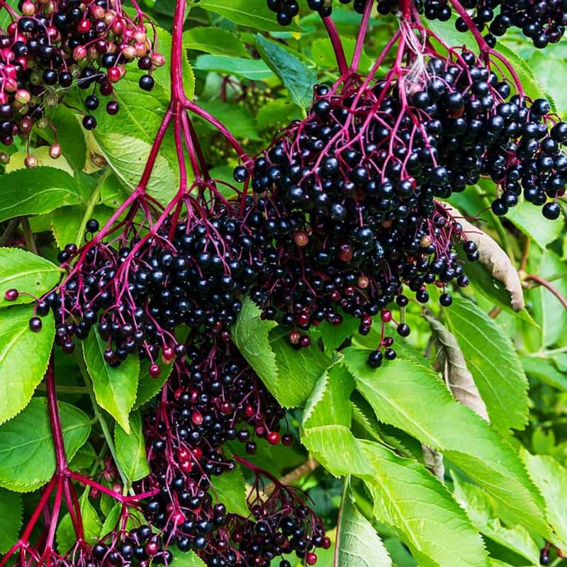 Pack 2 American Elderberry Plants Live 6 to 12 Inch Tall, Black Elderberry Trees Live Plants for Planting, Sweet Elderberries Fruit