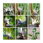 1 Assorted Bird of Paradise Live Plant, Vibrant Tropical Houseplant Flowers Strelitzia Reginae Size 5 to 9 Inc Tall, No Pot, Well-Rooted, Hardy