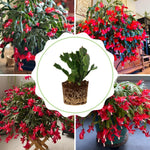 Christmas Cactus Plant, Thanksgiving Cactus in 4” Pot, Colorful Holiday Blooms, Indoor Gardens Growing (Red Christmas Cactus)