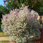 4 Fragrant Sage Salvia Live Plants, Planting in Spring Sage Plants Live, 5 to 10 Inches in Tall, Change Color (Texas)