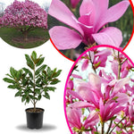 Ann Magnolia Tree Live Plant in 2.5 Inches in Pot, Starter Plant, Fragrant Perennial Ornamental Plants Shrub for Outdoor Garden