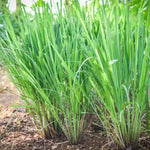 2 Lemon Grass Live Plants in 4" Pot, Lemongrass Plants for Outside Planting, Indoor Outdoor Herb, 5-10" Tall Starter Plant