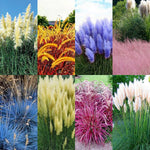 4 Assorted Grasses Ornamental Live Plants Seedlings Well-Rooted, Size 5 to 9" Perennial Hardy Ornamental Grass Plants, Mixed Colors (Mixed 4 Random Grasses - 2)