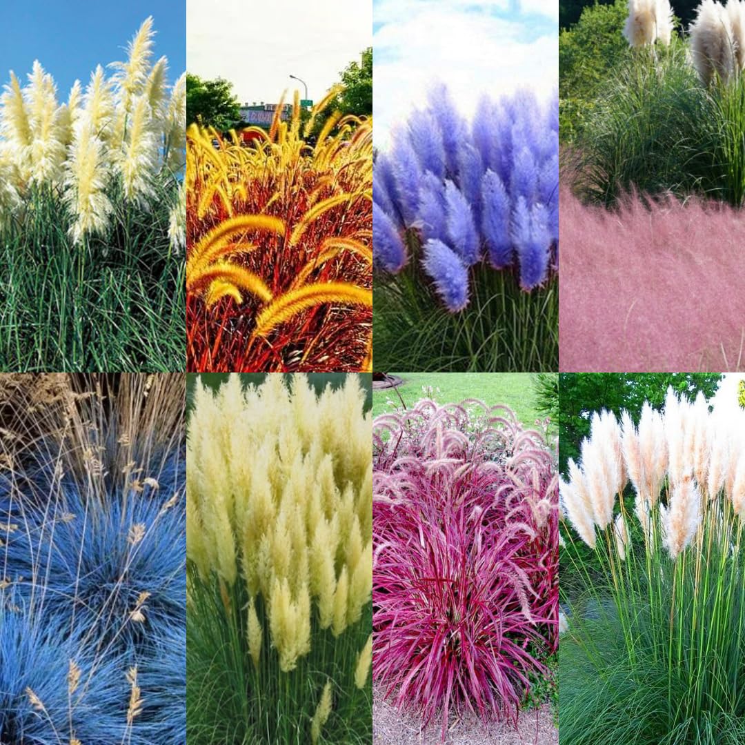 4 Assorted Grasses Ornamental Live Plants Seedlings Well-Rooted, Size 5 to 9" Perennial Hardy Ornamental Grass Plants, Mixed Colors (Mixed 4 Random Grasses - 2)