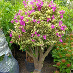 Sets 3 Climbing Bougainvillea Plants Live for Full Sun Trellis Tree, Shrub or Vine Bougainvillea Vibrant Bloom, Very Hardy, 5-9" Tall, Blueberry Ice