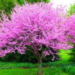 Eastern Redbud Tree Live Plant Seedling 6-12" Red Bud Tree Plants Live, Purple Lavender Redbud Blooms Color, Dormant in Winter