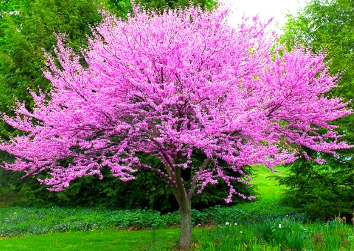 Eastern Redbud Tree Live Plant Seedling 6-12" Red Bud Tree Plants Live, Purple Lavender Redbud Blooms Color, Dormant in Winter