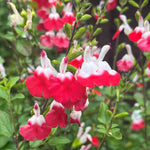 Hot Lips Salvia Live Plants, 2 Starter Sage Plants in 4 Inch Pot, Red and White Salvia Plants 4–8" Tall