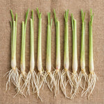 Pack 5 Lemongrass Plants Live for Planting, Perennial Lemon Grass Live Plant Indoor Outdoor Planting, Lemongrass Stalks No Pot