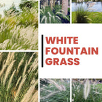 Pack 2 Fountain Grass Plants Live, Ornamental Grasses Live Plants Perennial Potted Plants Ready to Grow, 5-9 Inch Height (White Fountain Grass)