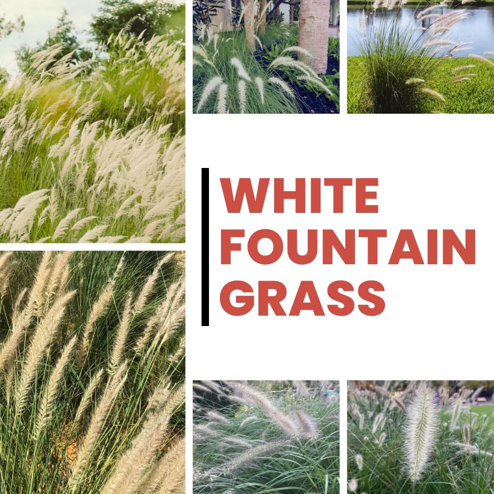 Pack 2 Fountain Grass Plants Live, Ornamental Grasses Live Plants Perennial Potted Plants Ready to Grow, 5-9 Inch Height (White Fountain Grass)