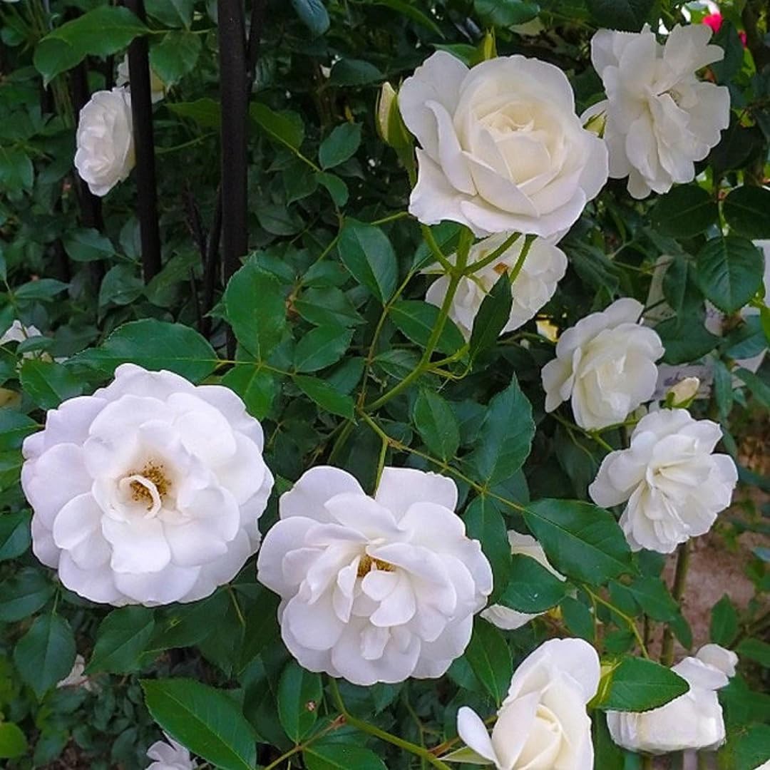 White Climbing Rose Live Plant, 6 Months Old Starter, Fragrant Purple Climbing Roses for Planting Outdoor, No Pot