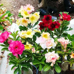 Set 2 Mixed Desert Rose Plants Live, Adenium Obesum, 4–8 Inch Tall, Well-Rooted Succulent Plants