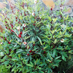 Hardy Hibiscus Plants Live, Red Roselle Hibiscus Flowers Plant from 4-6 Inches Tall, Hibiscus Sabdariffa
