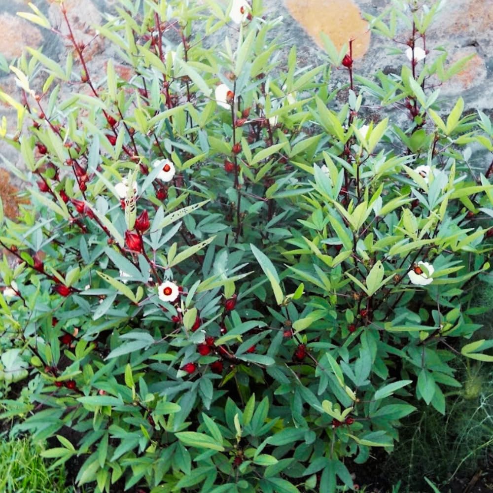 Hardy Hibiscus Plants Live, Red Roselle Hibiscus Flowers Plant from 4-6 Inches Tall, Hibiscus Sabdariffa