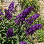 2 Dark Purple Butterfly Bush Plants Live, Vibrant Buddleia Plants 4-7 Inches, Colorful Flowering Shrub for Outdoor Garden