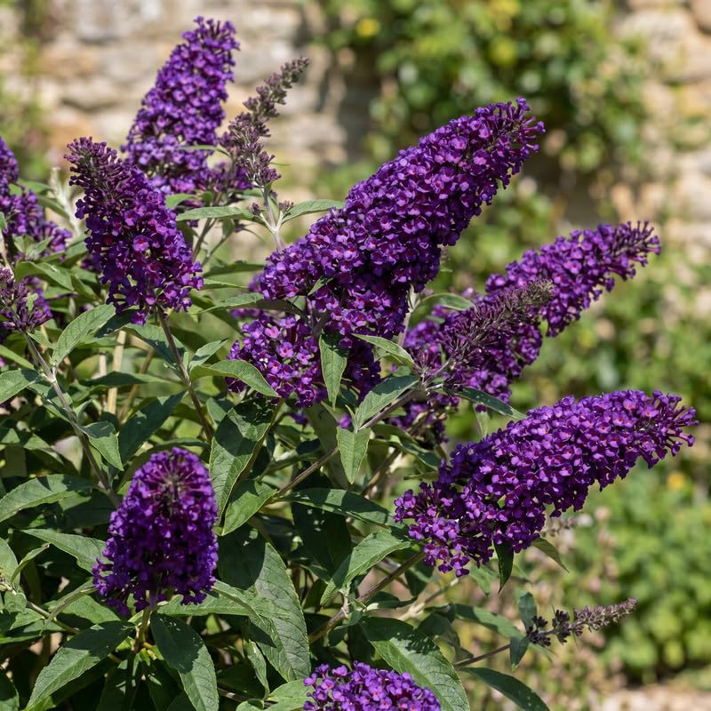 2 Dark Purple Butterfly Bush Plants Live, Vibrant Buddleia Plants 4-7 Inches, Colorful Flowering Shrub for Outdoor Garden