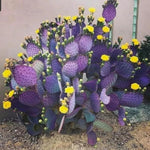 Purple Prickly Pear Cactus Plant Live, 3 Inc Potted, Succulents Plant Live, Live Prickly Pear Cactus Plant
