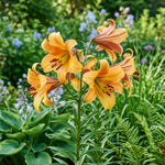 Pack of 2 Orange Yellow Bulbs for Planting, Size XL, Bright Sunny Blooms, Summer Flowering Perennial Garden Flowers, Lily Bulbs for Containers and Outdoor Garden