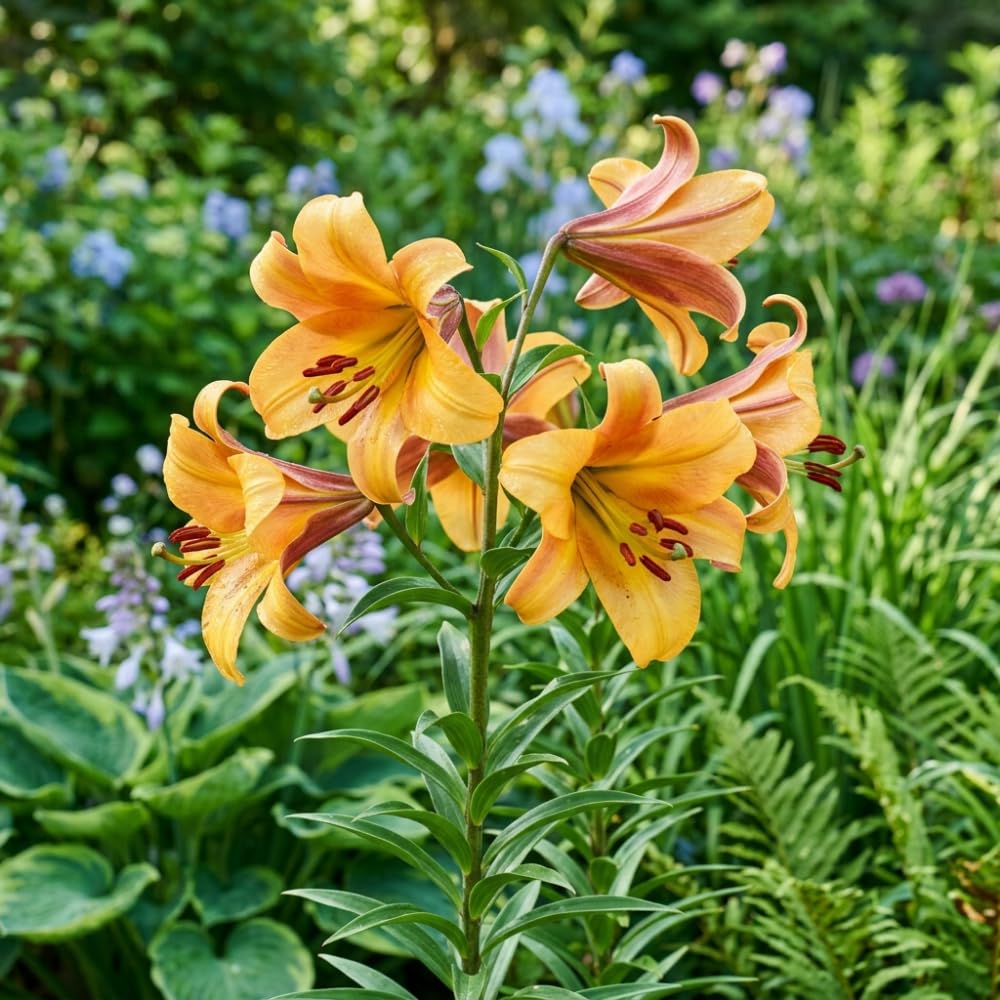 Pack of 2 Orange Yellow Bulbs for Planting, Size XL, Bright Sunny Blooms, Summer Flowering Perennial Garden Flowers, Lily Bulbs for Containers and Outdoor Garden