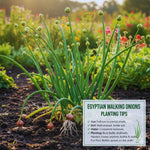 Pack 20 Egyptian Walking Onions Bulbs for Planting Outdoors Indoors, Heirloom Onion Bulbs