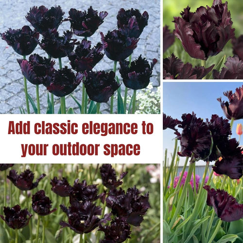10 Tulip Bulbs for Spring Planting, Tulip Bulbs for Fall Planting, Flower Bulbs, Zones 3-8 (Black Parrot)