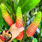 4 Zingiber Zerumbet Shampoo Ginger Roots, Awapuhi Fresh Ginger Rhizomes, Red Ginger Lily Pinecone Ginger to Grow Your Garden