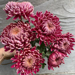Dark Purple Mums Plants Live for Planting, 3-6" Tall Perennial Mum Plants, Vibrant Chrysanthemum Flowers Plant to Grow Outdoor Indoor Garden
