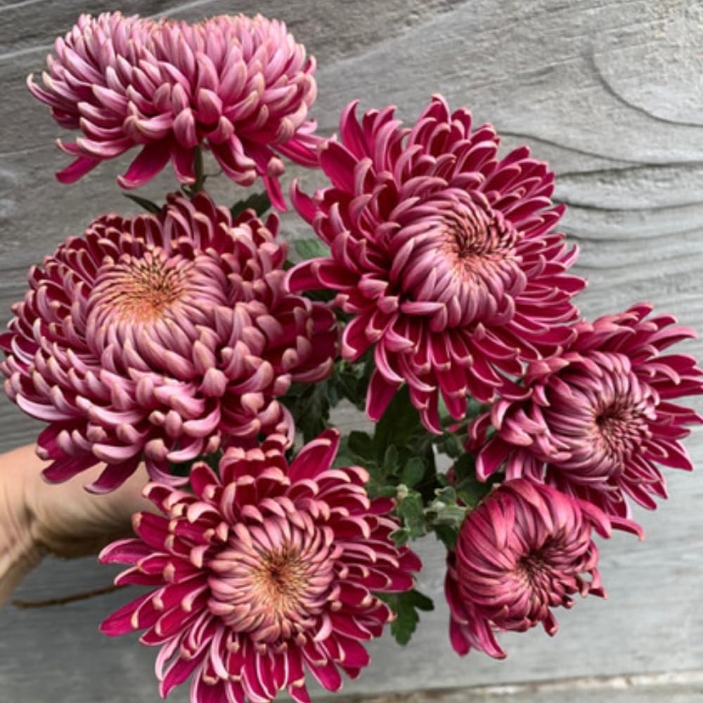 Dark Purple Mums Plants Live for Planting, 3-6" Tall Perennial Mum Plants, Vibrant Chrysanthemum Flowers Plant to Grow Outdoor Indoor Garden