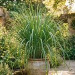 Pack 2 Lemongrass Plants Outdoor Planting in Pot, Lemon Grass Live Plant, Live Lemon Grass, Lemon Grass Plants, Live Lemongrass Plant