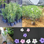 2 Random Mexican Petunia Live Plants, Hardy Mexican Petunia Bush Cold Hardy, Starter Size 5-10 Inches in Tall, No Pot