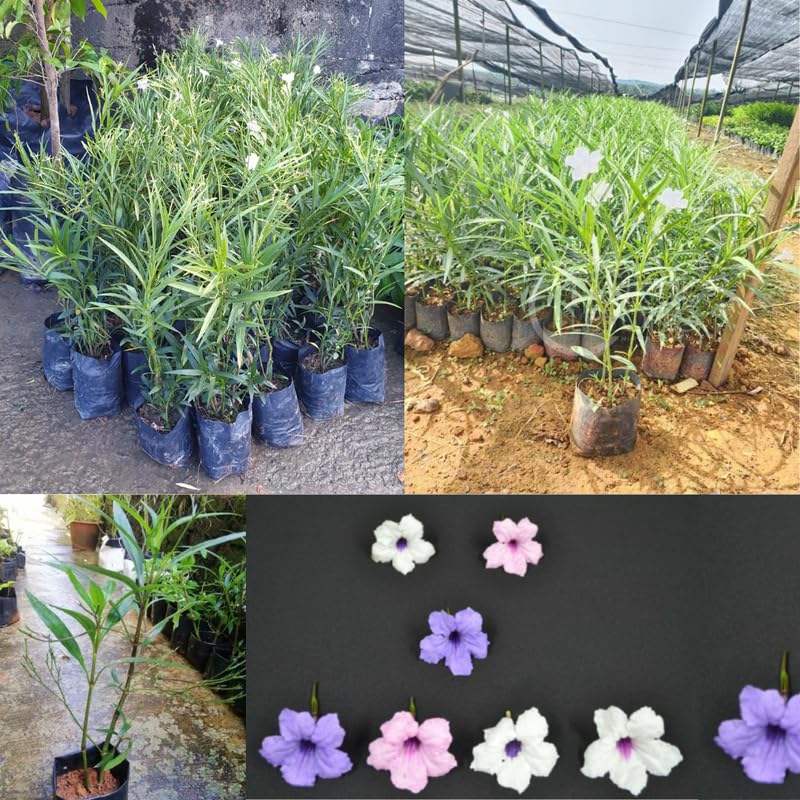 2 Random Mexican Petunia Live Plants, Hardy Mexican Petunia Bush Cold Hardy, Starter Size 5-10 Inches in Tall, No Pot
